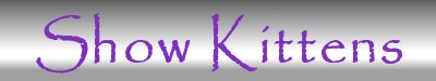 Show Kittens